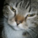 ���� �������, �����, 40 ��� - ��������� 6 ������� 2010 � ������ �������