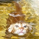 ���� Ninon, ���� - ��������� 20 ������� 2009 � ������ ����������� ����Ȼ