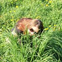 ���� ���-������, �����, 36 ��� - ��������� 12 ���� 2011 � ������ �2011�