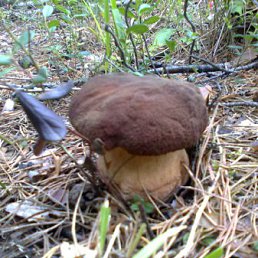 ���� ���������, �����, 40 ��� - ��������� 23 ������ 2012