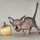 ���� ������, �����-���������, 47 ��� - ��������� 16 ������ 2011 � ������ ������� 2011�