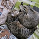 ���� ����, �����, 62 ���� - ��������� 17 ������ 2011 � ������ ���� �������ۻ