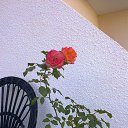  Radislav, , 52  -  15  2012   