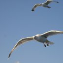 ���� ***$���@***, ������� - ��������� 2 ������� 2011