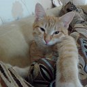 ���� �����, ������, 51 ��� - ��������� 7 ������� 2012 � ������ ���, ��� ������������