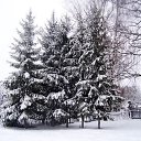 ������ � ����� �� ������� ��������