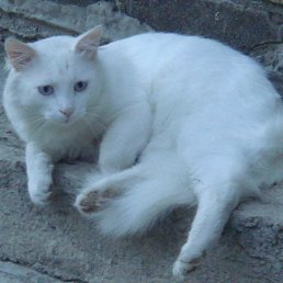 ���� Edi4ok, ����, 54 ���� - ��������� 20 ��� 2012