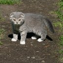  ,  , 33  -  27  2011    