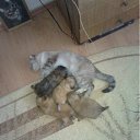 ���� �����, ��������, 51 ��� - ��������� 10 ���� 2012 � ������ ������