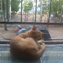 ���� Arial, ������� �����, 42 ���� - ��������� 27 ������� 2011 � ������ �PetLove�
