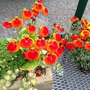 ���� �������(���������� ����), ������� - ��������� 26 ���� 2013 � ������ ���� ����������