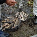 ���� ������, ������, 42 ���� - ��������� 17 ���� 2011 � ������ �������