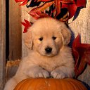 ���� ���, �������-����� - ��������� 7 ������� 2010 � ������ �PetLove�