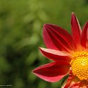 ���� C������, ����������� - ��������� 30 ����� 2012