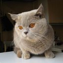 ������-�������� ���������� ����� �� ������� ������