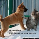  , , 50  -  28  2011   ))))))