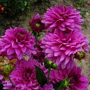  , , 72  -  11  2013     λ