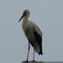  , , 45  -  1  2010   .