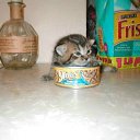    )))), , 47  -  15  2009   .