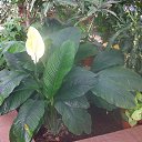 ���� ������, �����, 43 ���� - ��������� 12 ����� 2013 � ������ ���� ����������