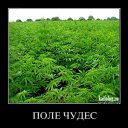 ���� Roli, ��������, 53 ���� - ��������� 14 ��� 2011 � ������ �����������