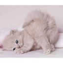 ���� ��������, ������� - ��������� 8 ������ 2010 � ������ �������