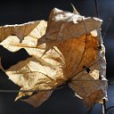 ���� �����, ���������, 60 ��� - ��������� 3 ������� 2012 � ������ ���� ����������