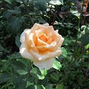 ���� �������, �������, 70 ��� - ��������� 25 �������� 2012 � ������ �������