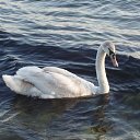 ���� ����)), �����, 40 ��� - ��������� 20 ������ 2009 � ������ ���� �����)�