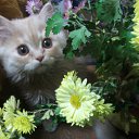 ���� ���� (����), �����������, 39 ��� - ��������� 17 ������� 2010 � ������ ������