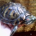 ���� ����, �������, 40 ��� - ��������� 5 ������� 2012 � ������ ���� ����������