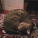 *�����* �� ������� �������