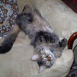 ���� ������� ~������ ~, ���, 55 ��� - ��������� 25 ���� 2010