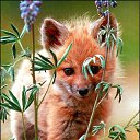 ���� Fox, �����������, 44 ���� - ��������� 21 ���� 2010 � ������ ������������