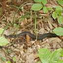 ������ ������������-Vipera berus �� ������� �������,������� ��,�� �� ��� �����������..!�