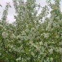 ���� Sergey, �������, 64 ���� - ��������� 3 ��� 2012 � ������ ���� ����������