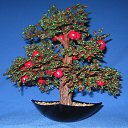 ���� ����, �����������, 63 ���� - ��������� 21 ������ 2010 � ������ ���� ���������