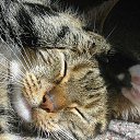 ���� ����� - ���������� ��������!!!, �����������, 56 ��� - ��������� 31 ������� 2009 � ������ �����Ȼ