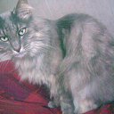 Murzik �� ������� �������