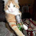 ���� �������, �������, 38 ��� - ��������� 8 ������� 2010 � ������ ������ ��