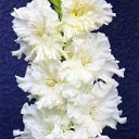 ���� �������, ����, 65 ��� - ��������� 7 ������� 2010 � ������ ������ �����������