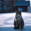 ���� Strannik77777, ������ - ��������� 7 ������ 2013