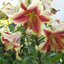 ���� ���������, ���������� - ��������� 5 ������� 2010 � ������ ���������� �����Ȼ