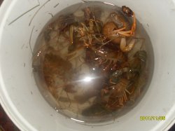 ���� ������, ��������, 36 ��� - ��������� 29 ������� 2012