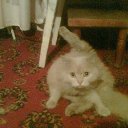 ���� ������, ������, 46 ��� - ��������� 10 ���� 2010 � ������ ������