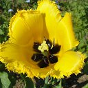 ���� �����.....����., �������, 43 ���� - ��������� 28 ������ 2011 � ������ ���� ����������