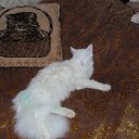 ���� �������, ������, 40 ��� - ��������� 10 ����� 2011 � ������ ������