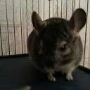 ���� ����, �������, 57 ��� - ��������� 21 ������� 2013 � ������ ���� ����������