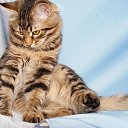  ,  -  3  2010    ,, ۻ