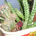 ���� �����, ������, 44 ���� - ��������� 26 ������� 2009